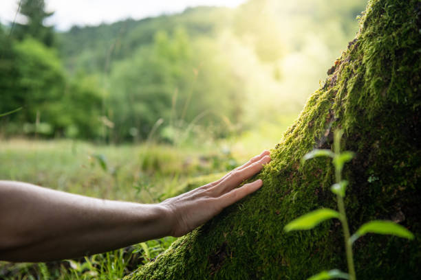 How Our Tree Care Process Works  in  Trexlertown, PA