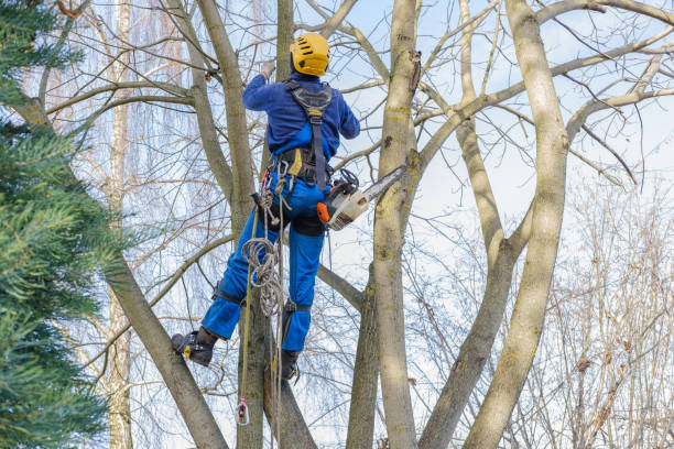 Professional Tree Services in Trexlertown, PA