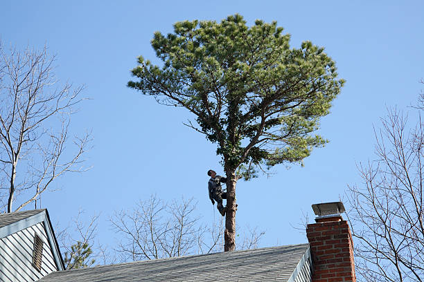 Mulching Services in Trexlertown, PA